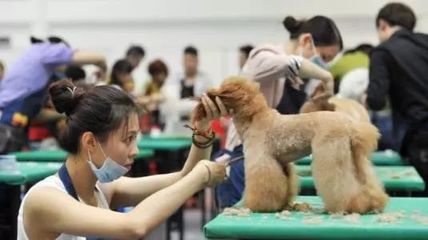 貓咪咖啡館、'云養(yǎng)貓'……寵物經(jīng)濟為何火熱？